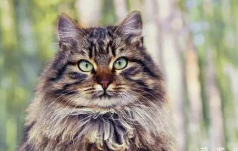 Husky西伯利亞雪橇犬(哈士奇)小知識