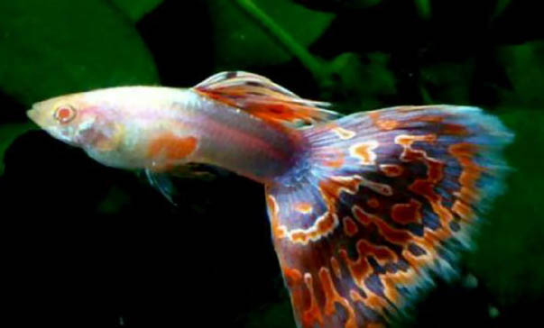 孔雀魚小魚多久可以合缸