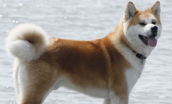秋田犬和柴犬哪個(gè)好養(yǎng)
