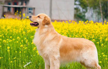 有哪些狗狗作為導盲犬