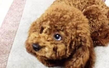 狗狗能吃菠菜嗎