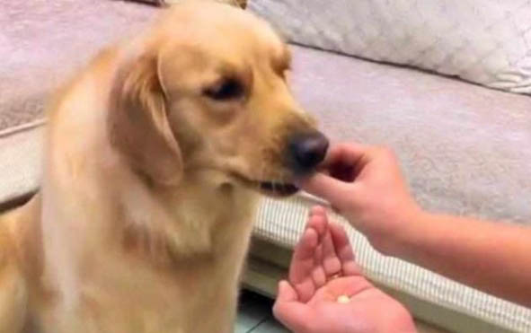 狗狗剃毛多久能長出來