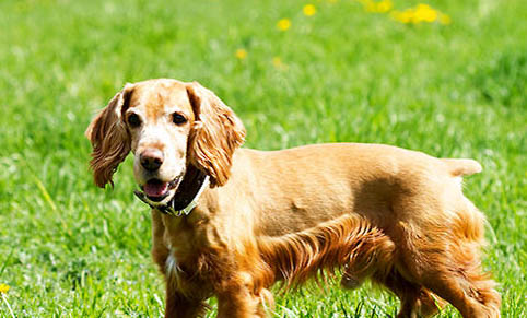 美國可卡犬和英國可卡犬的區(qū)別有哪些