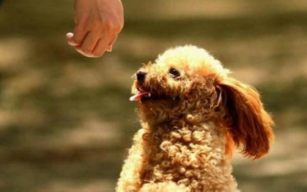 泰迪尾巴不剪什么樣子
