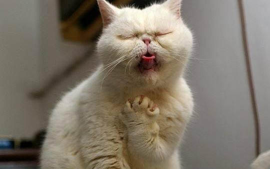 魚鰭有哪些作用