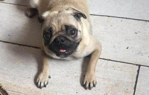 為什么很少人養巴哥犬