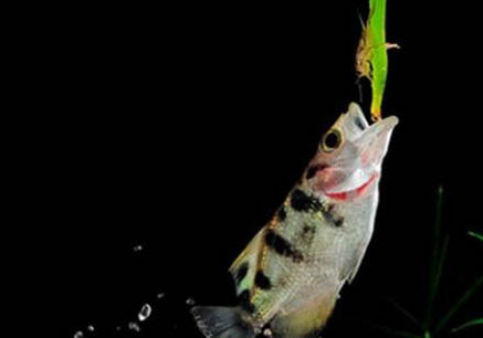 小鱗射水魚好養嗎