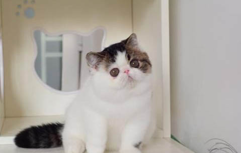 兩種貓糧可以混著吃嗎