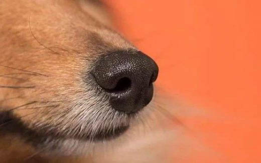 狗狗離開媽媽會哭多久