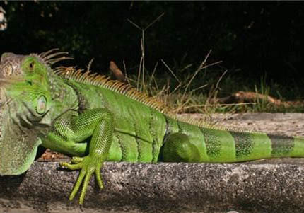美洲綠鬣蜥可以合法飼養嗎