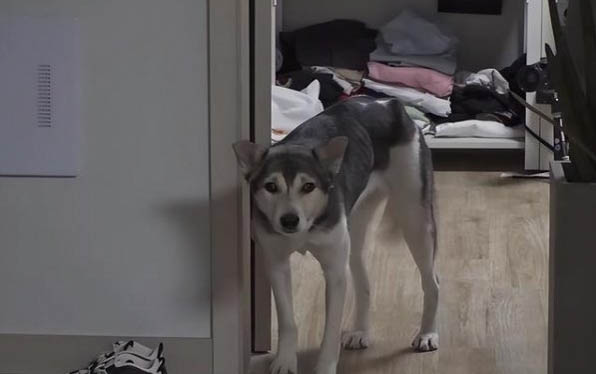 狗狗需要打什么疫苗