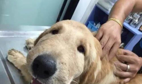 被狗狗抓傷要不要疫苗