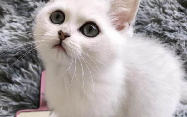 貓睡覺發(fā)抖打顫