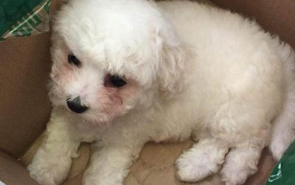 比熊犬和博美哪個好養