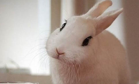 寵物兔味道大嗎