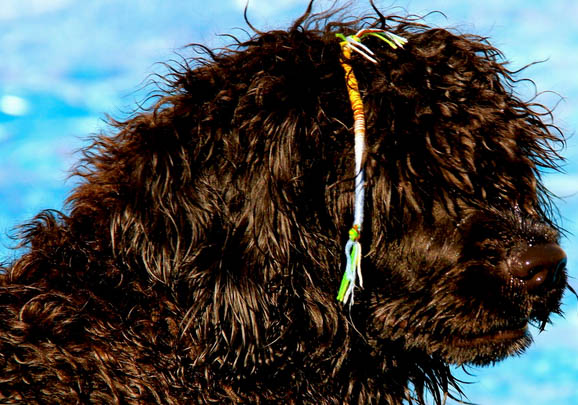 葡萄牙水犬為什么不愛吃東西?如何處理?