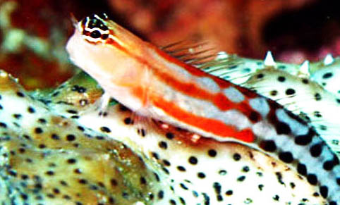 白云金絲魚和青鳉魚哪個好養