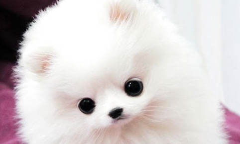 狗狗可以桃子嗎