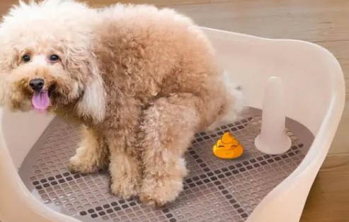 細小病毒狗狗疼痛怎么辦