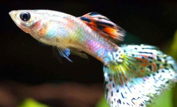 孔雀魚合適溫度多少?