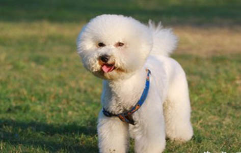 比熊犬手術傷口多久恢復