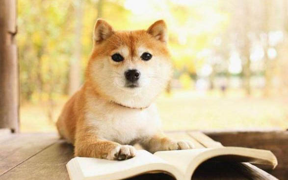 狗狗身上有跳蚤怎么辦,家里怎么處理最好