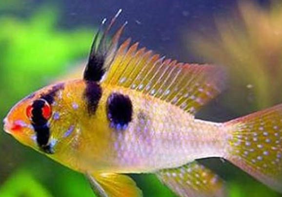 什么龜可以和魚一起養(yǎng)?