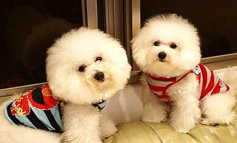 比熊犬懷孕能活多久