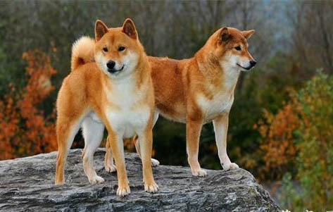 胡麻色柴犬價(jià)格多少錢一只