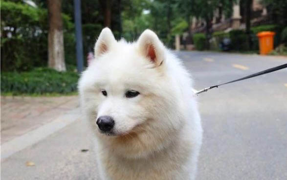 狗感冒發熱用什么藥