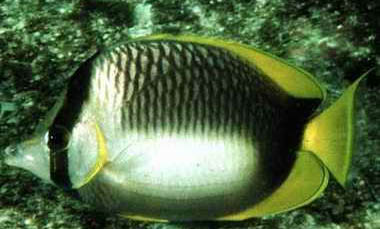 夜釣草魚釣多深