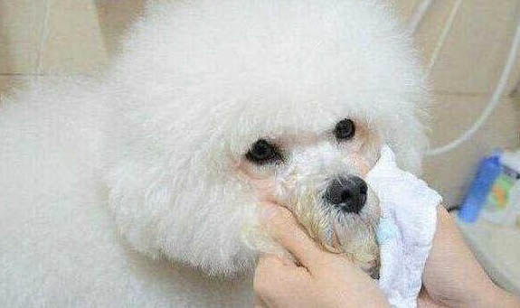 如何去除狗狗身上的蜱蟲