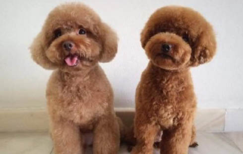 泰迪犬的顏色都有哪些
