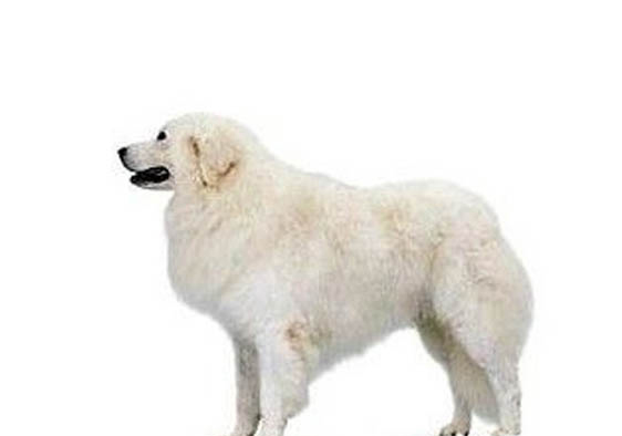 狗細小眼睛流膿怎么辦