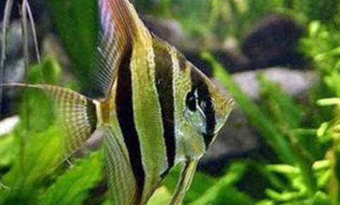 怎樣避免觀賞魚(yú)合缸交叉感染