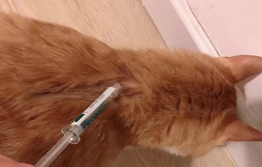 貓咪吃貓罐頭會拉軟便么?
