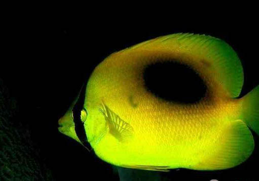 怪蝴蝶魚好養(yǎng)嗎