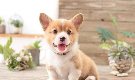 柴犬嘴巴黑