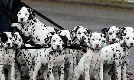 斑點犬為什么沒人養了