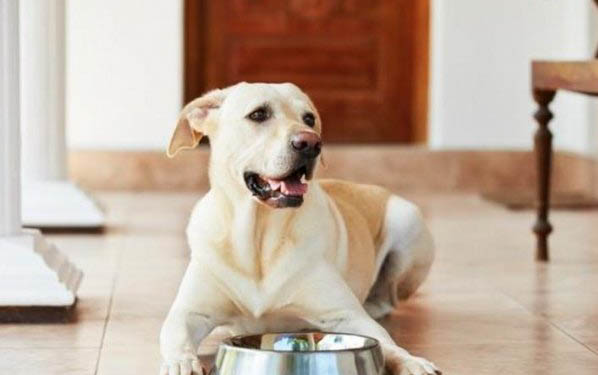接觸犬瘟多久不得就不會得了