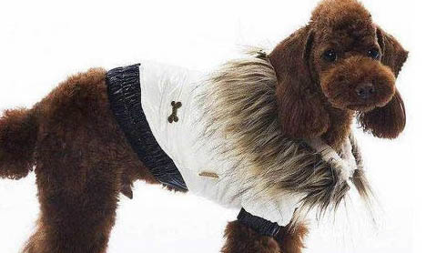 狗狗有事后避孕方法