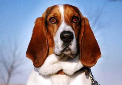 十大蠢狗排名是哪些狗?