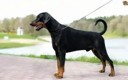 杜賓犬和比特犬哪個厲害