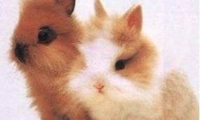 山東獅子貓總是嘔吐怎么辦