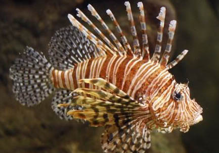 三棘獅子魚的品種簡介
