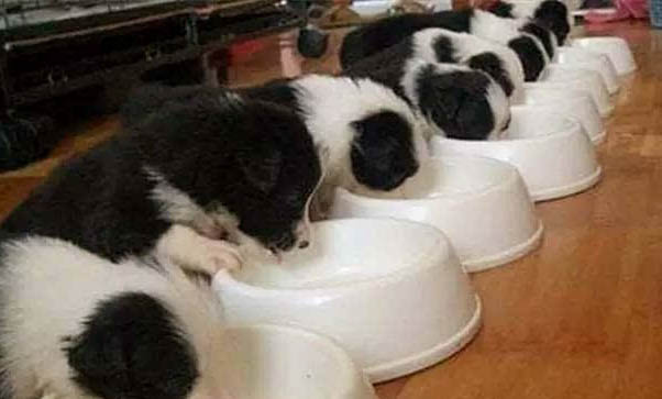 拉布拉多幼犬特征辨別