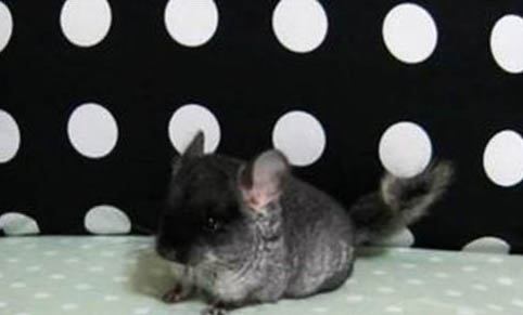 為什么都說千萬別養(yǎng)龍貓