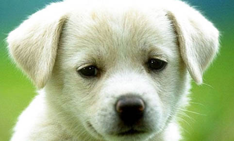 狗狗身體攜帶狂犬病病毒能活多久