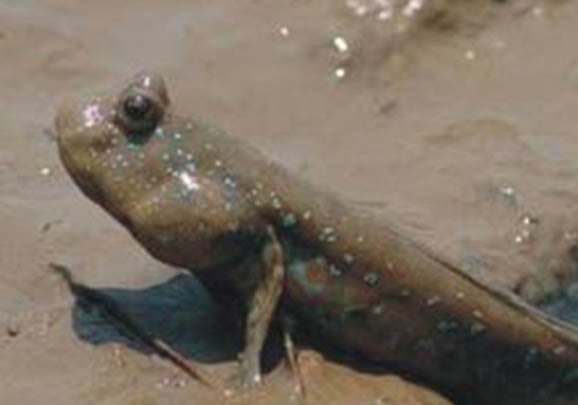 泥鰍會被魚吃掉嗎