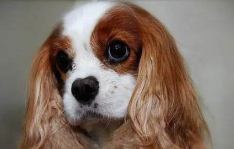 英國(guó)可卡犬的顏色有哪些